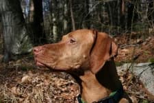 Sample 3 – Vizsla