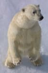 Sample 2 – Ice bear