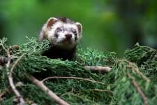 Sample 1 – Polecat