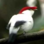 Sample 2 – Araripe manakin