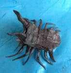 Sample 3 – Isopod