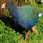 Sample 6 – Takahe