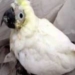 Sample 2 – Cockatoo