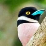 Sample 23 – Black yellow broadbill
