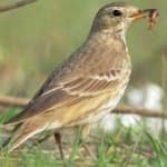 Sample 4 – American pipit