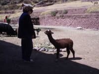Sample 2 – Alpaca