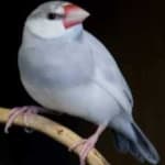 Sample 6 – Java sparrow