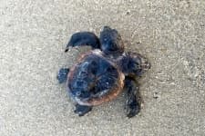 Sample 4 – Turtle
