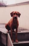 Sample 5 – Rhodesian ridgeback