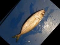 Sample 1 – Hourse mackerel