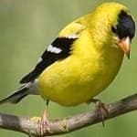 Sample 5 – American goldfinch