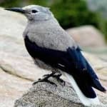 Sample 5 – Clarks nutcracker