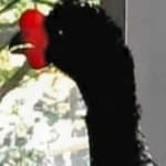 Sample 6 – Wattled curassow