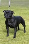 Sample 1 – Staffordshire bullterrier
