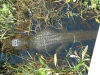Sample 5 – American alligator