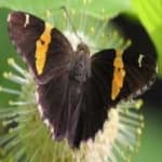 Sample 7 – Banded butterfly