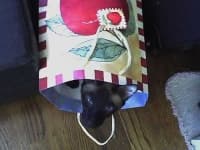 Sample 3 – Siamese cat