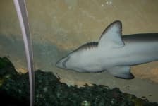 Sample 6 – Shark