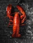 Sample of Lobster