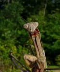 Sample 2 – Mantis