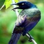 Sample 2 – Common grackle