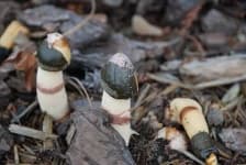 Sample 5 – Stinkhorn