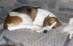 Sample 6 – English foxhound