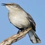 Sample 4 – Northern mockingbird