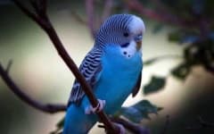 Sample 6 – Parakeet