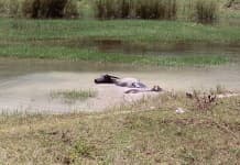 Sample 2 – Water buffalo