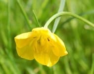 Sample 2 – Buttercup