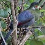 Sample 6 – White cheeked turaco