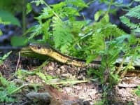 Sample 5 – Garter snake