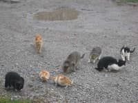 Sample 2 – Feral cats