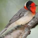 Sample 3 – Red faced warbler