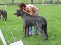 Sample 1 – Irish wolfhound