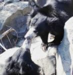 Sample 5 – Sloth bear