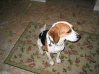 Sample 5 – Beagle