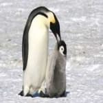 Sample 3 – Emperor penguin