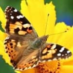 Sample 17 – Painted butterfly