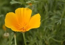Sample 6 – Californian poppy