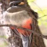 Sample 5 – Elegant trogon
