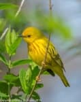 Sample 5 – Warbler