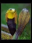 Sample 1 – Indian cobra