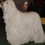 Sample 3 – Komondor