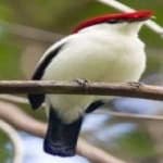 Sample 6 – Araripe manakin