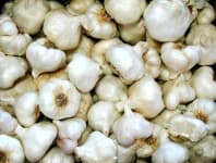 Sample 2 – Garlic