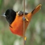 Sample 3 – Baltimore oriole