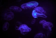 Sample 6 – Jellyfish