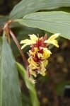 Sample 6 – Cautleya spicata